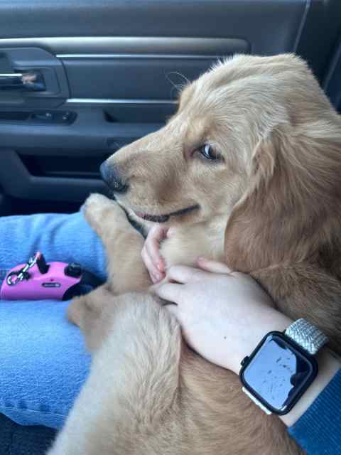 Golden Retriever Puppy