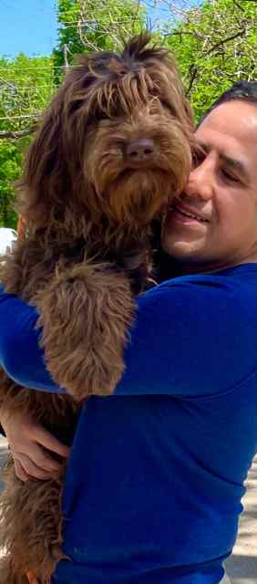 Chocolate Labradoodle female pup