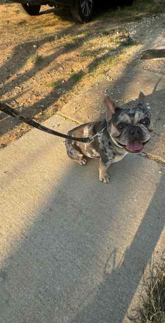 Frenchie 
